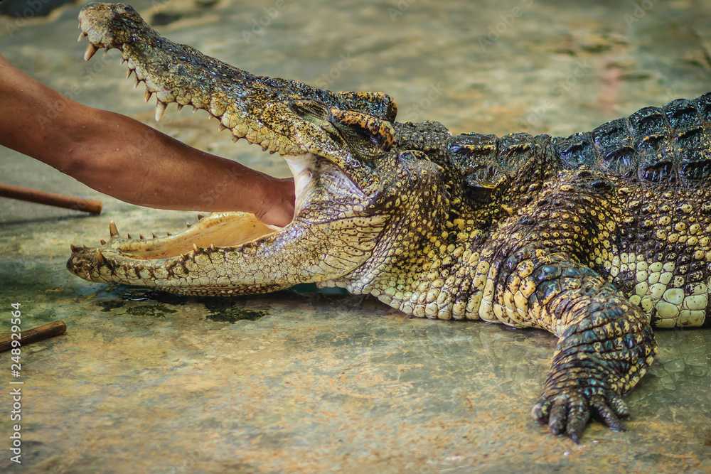 Obraz premium Showman using his hand to delve to the throat of the opened mouth's crocodile. The stuntman puts his hand into the crocodile's mouth.