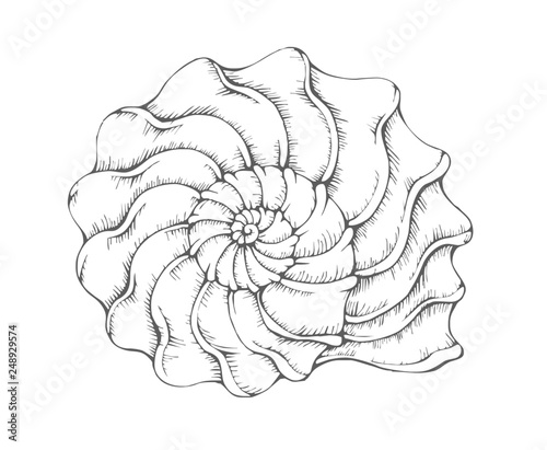 shell-01