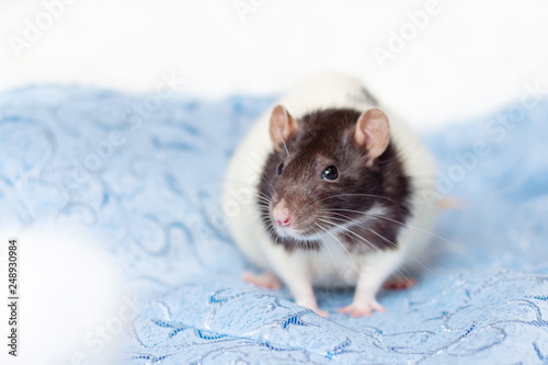 Concept image of symbol chinese happy new year 2020. Christmas rat. Closeup small mouse on blue background. Lunar horoscope sign