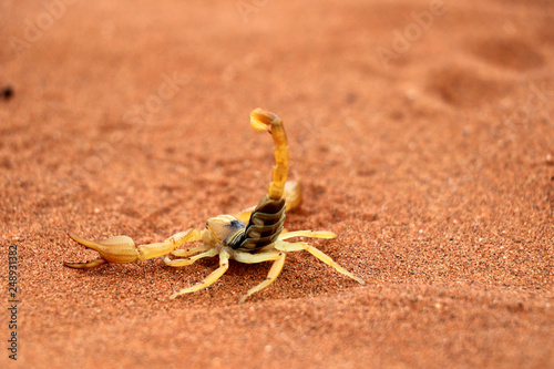 scorpion (parabuthus villosus) - Namibia Africa