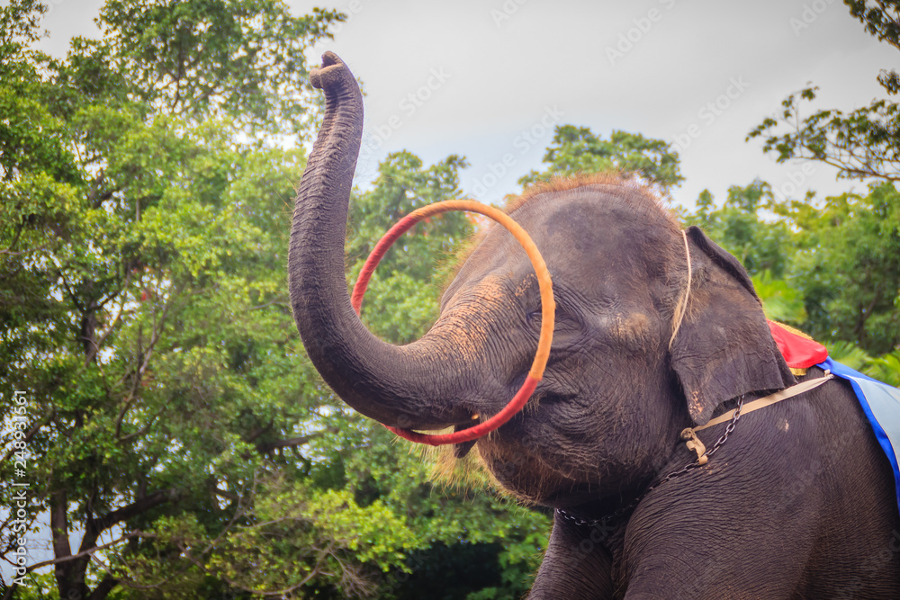 Little elephant use his trunk to play hula hoop