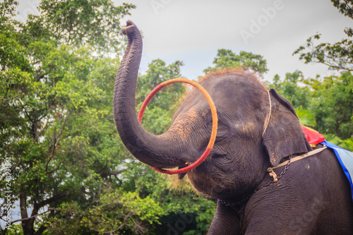Little elephant use his trunk to play hula hoop