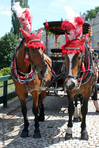 horse and carriage