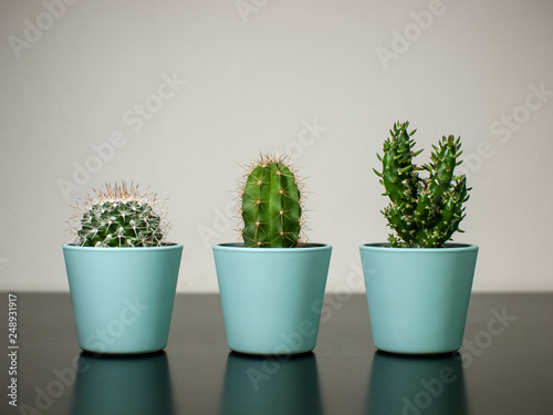 Three cactuses in stylish turquoise pots