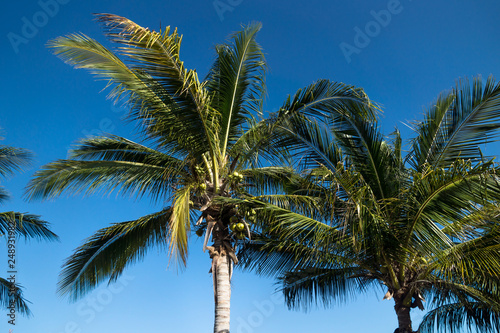 Dark green palm trees on blue sky, Chelem, Mexico