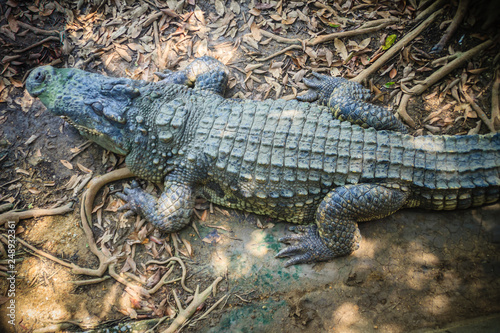 Brown skin of freshwater crocodile back that lying still on the river bank