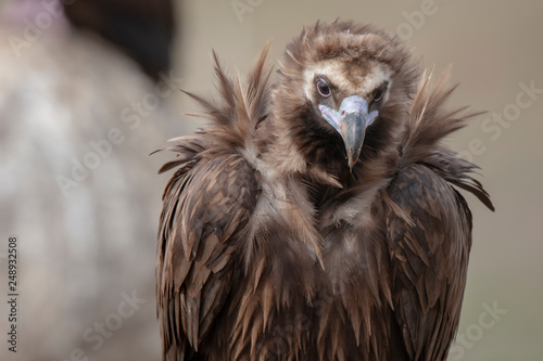 Cinereous Vulture Birds Animal © Ali Tellioglu