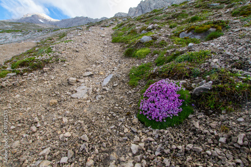 Gegenblättriger Steinbrech, Saxifraga oppositifolia auf dem weg zur Zugspitze im Wettersteingebirge