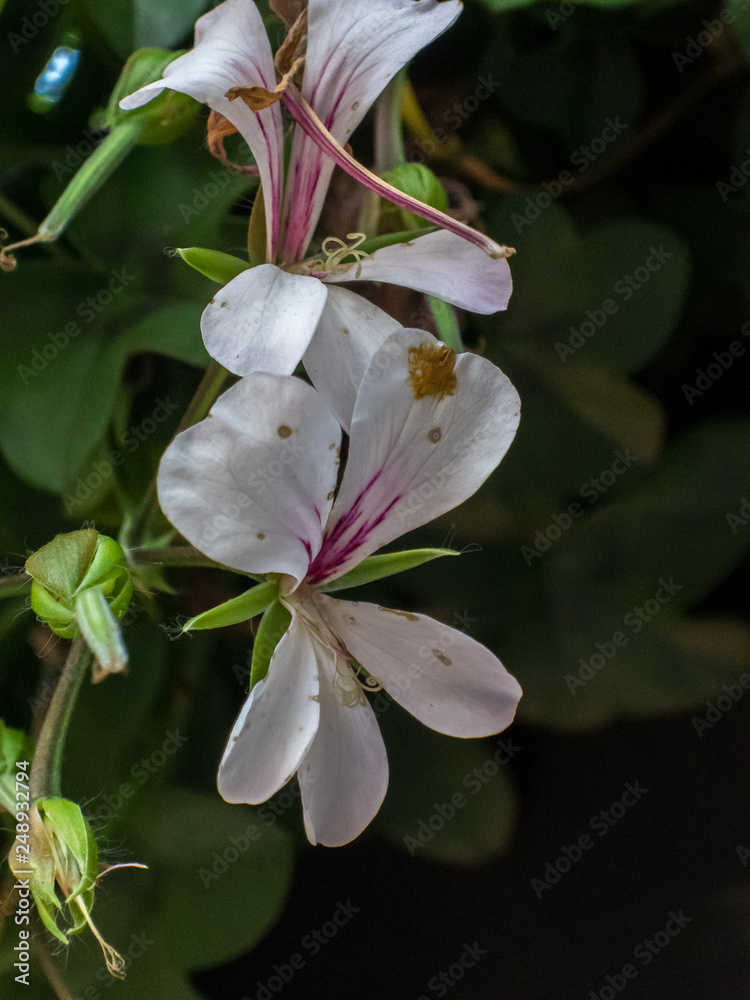 Obraz premium Blooming white flower