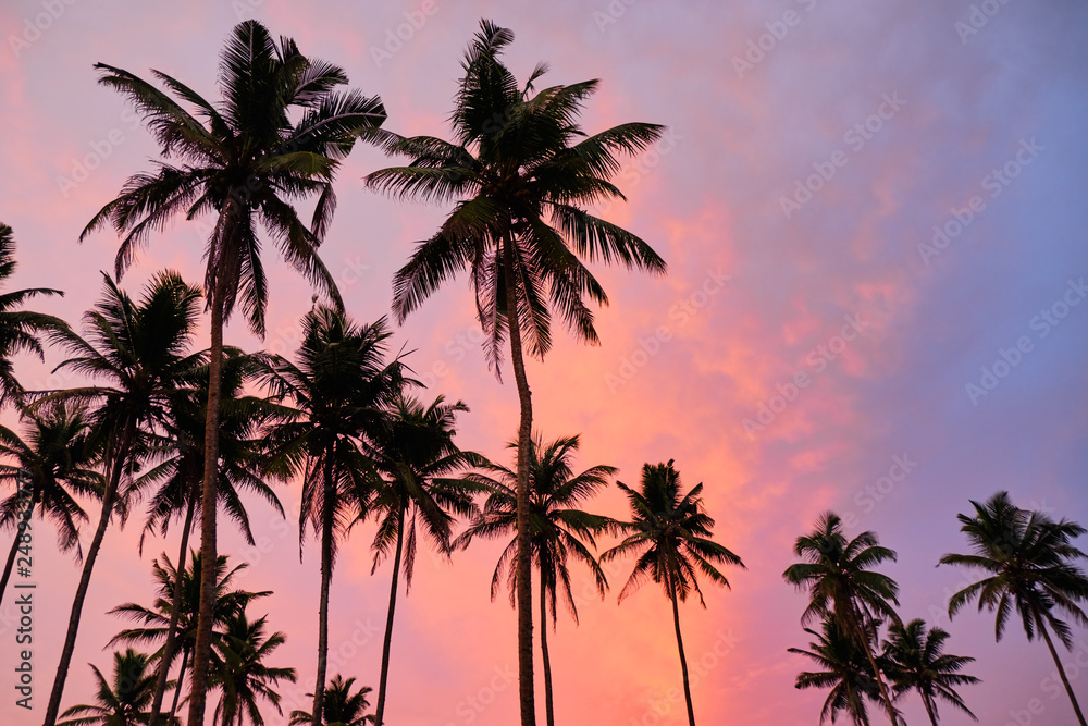 Tropical palms and the sky. Sri-lanka.