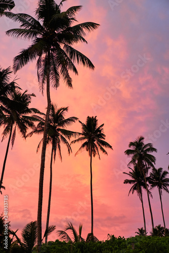 Tropical palms and the sky. Sri-lanka.