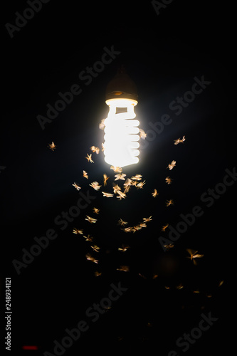 Moths flying around a lamp.