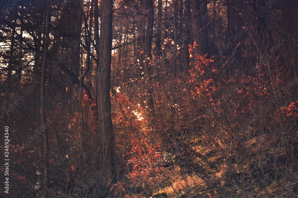 forest in autumn plants forest in autumn plants