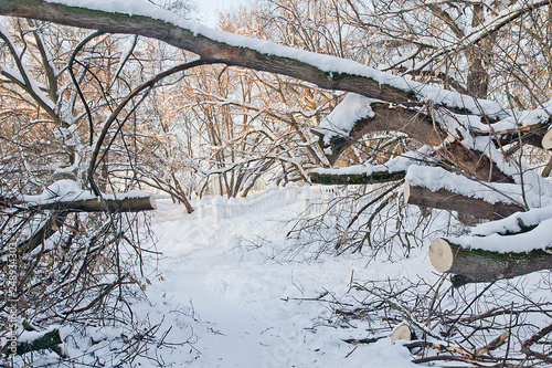 path under a fallen tree in a winter park