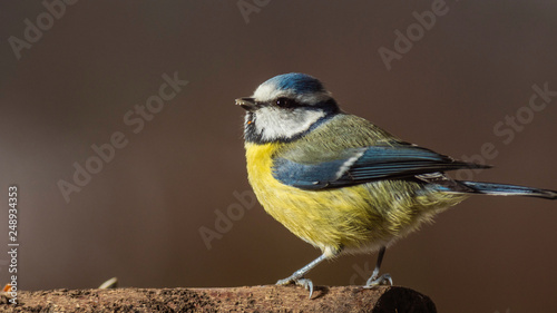 Oiseaux du Grésivaudan - Isère. photo