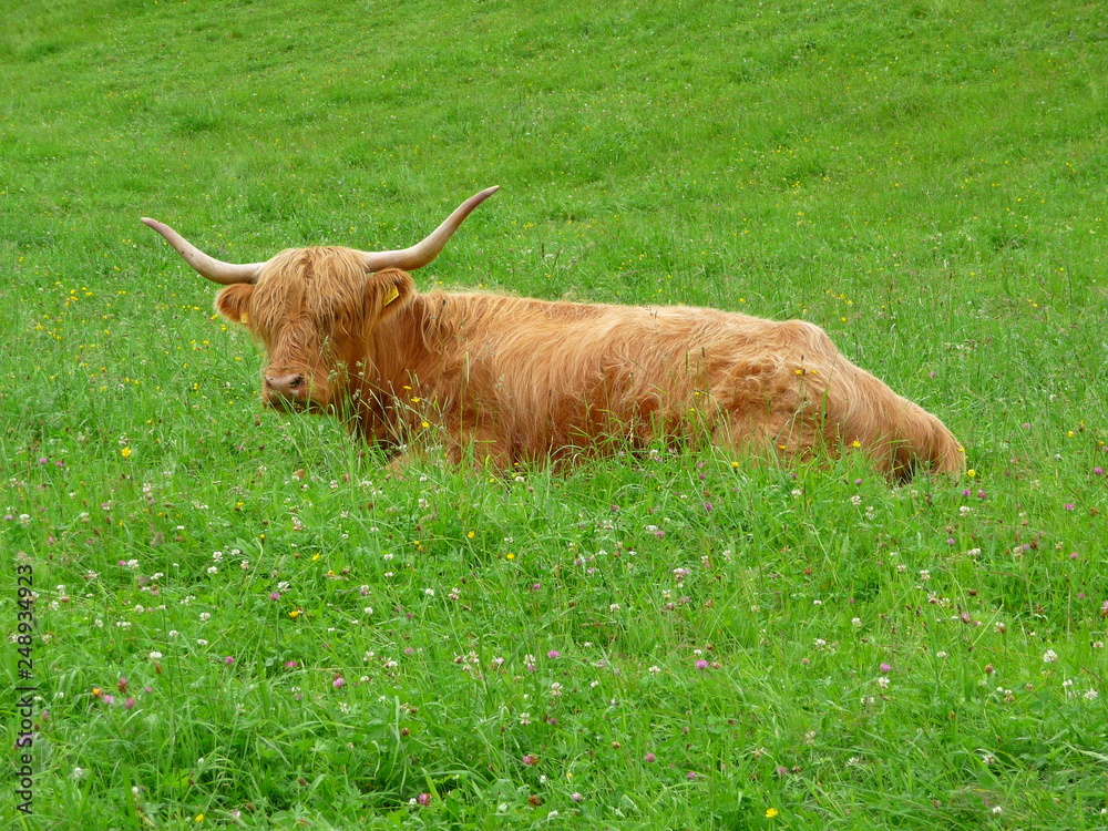 brown longhorn cow lies in the pasture brown longhorn cow lies in the pasture