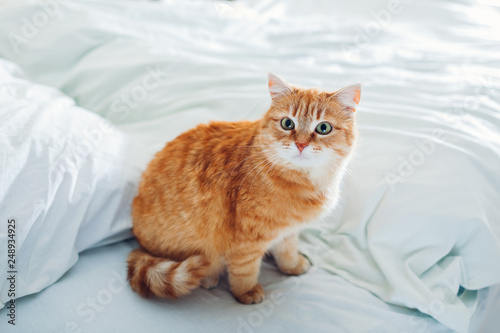 Ginger cat sitting on empty bed at home in the morning.