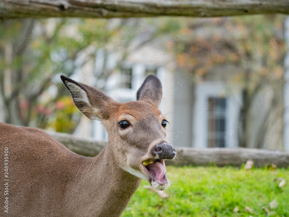 Deer was eating an apple at Mont-Tremblant National Park Deer was eating an apple at Mont-Tremblant National Park