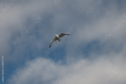 seagull flying in the blue sky