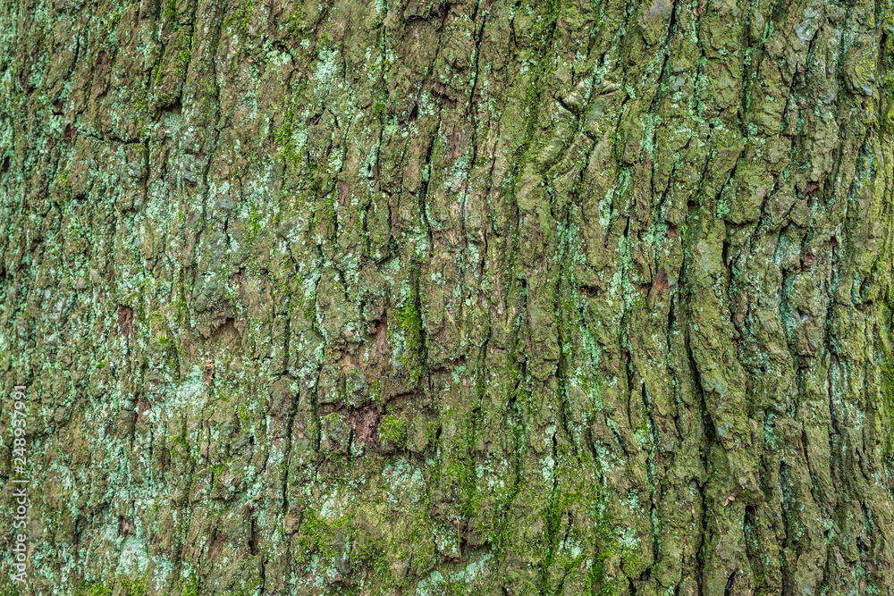 Bark close up 7 Bark close up 7