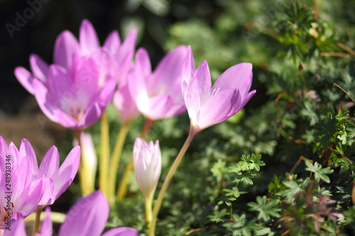 Spring crocus blooms in the garden. Purple flowers in the sun. Many spring crocus flowers in the park