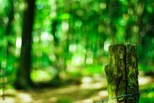 bokeh shot in the forest