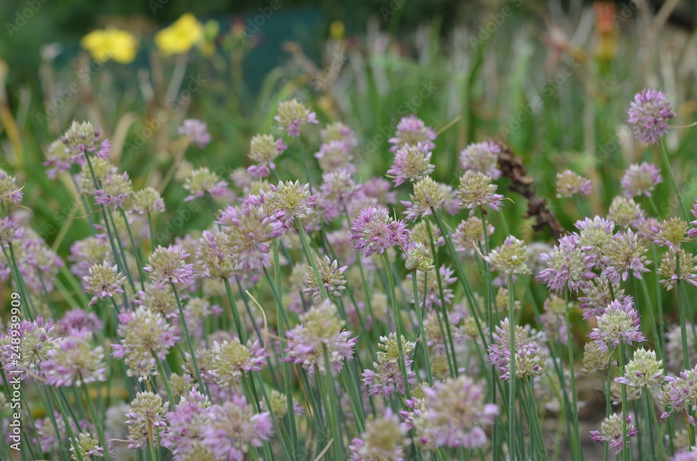 Fototapeta premium Blooming Allium globosum