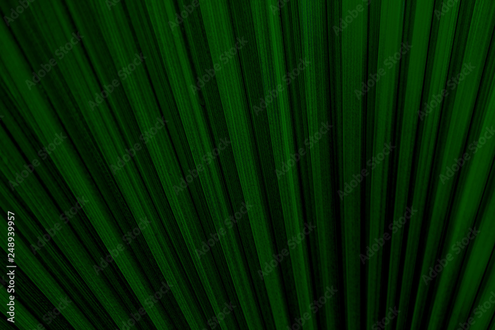 Obraz premium texture of dark green exotic palm leaves, background image