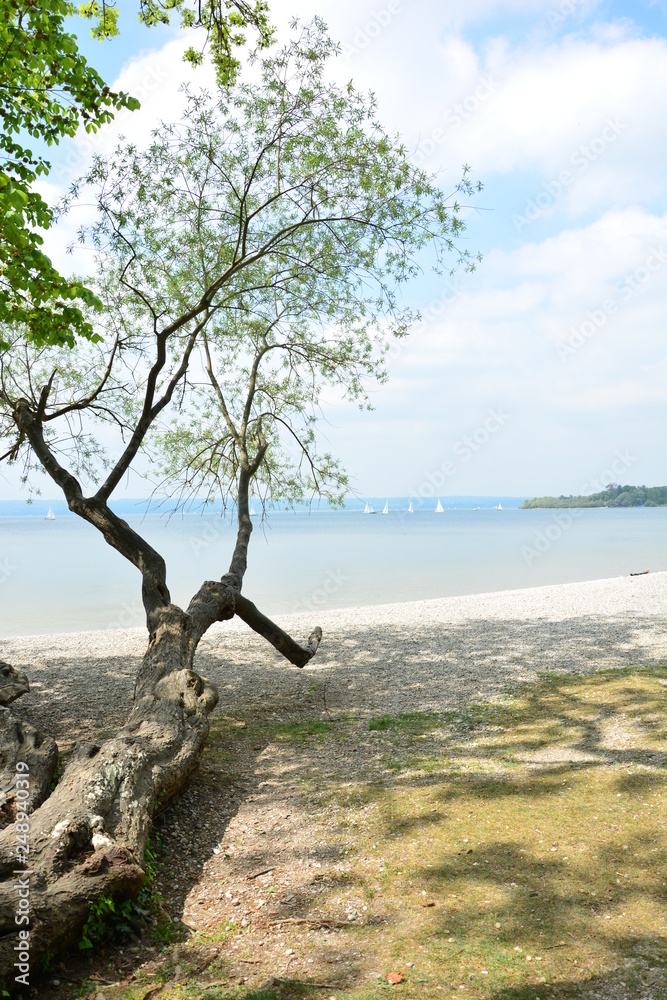 Schöner Baum am Strand am Ammersee in Bayern Schöner Baum am Strand am Ammersee in Bayern