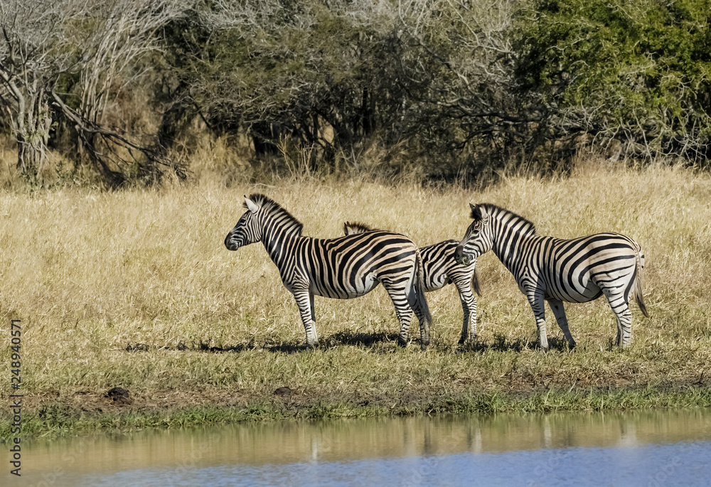 Herd of zebras in the African savannah Herd of zebras in the African savannah