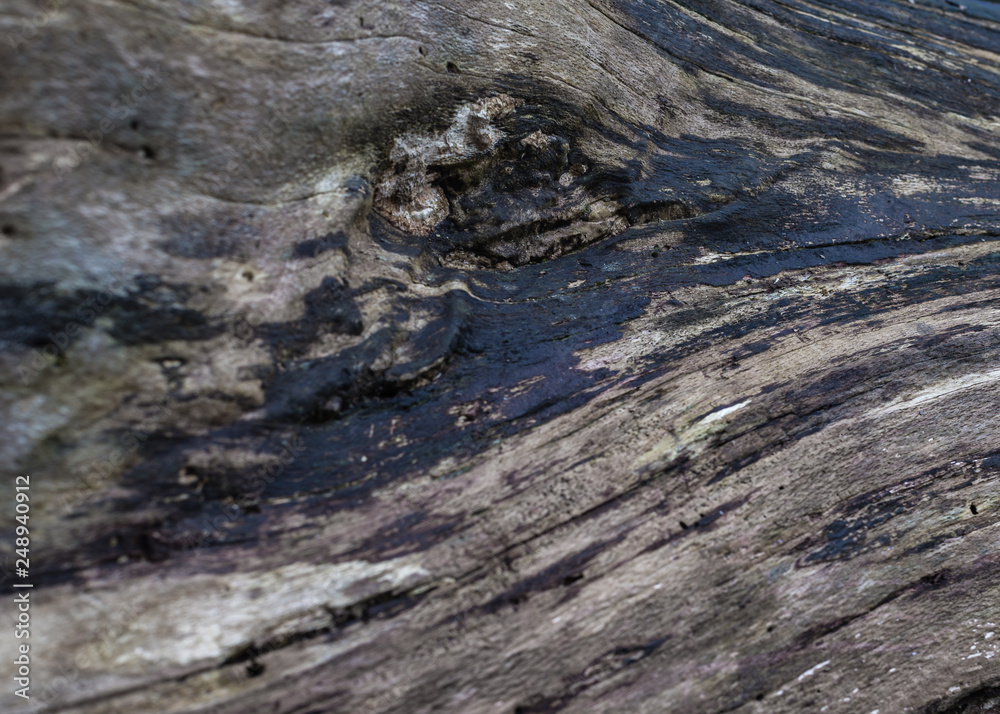 Obraz premium textured bark close up 1