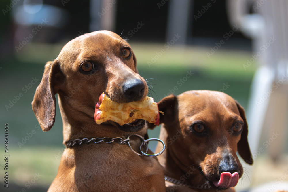 Dos mascotas comiendo una manzana