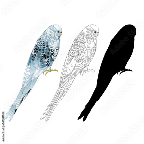 Budgerigar, blue pet parakeet or shell parakeet or budgie home pet natural and outline and silhouette on a white background vector illustration editable hand draw