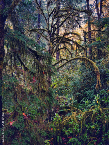 A mossy, rainy delicate green fairyland forest in western Oregon.