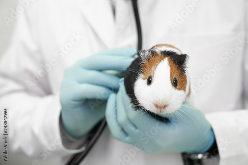 White and brown hamster in hands of veterinarian.