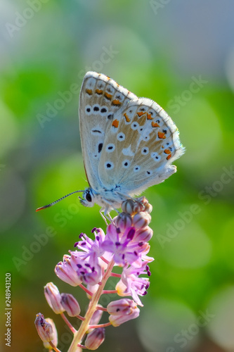 Closeup   beautiful butterfly sitting on flower © blackdiamond67