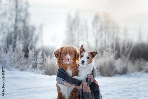 dog hugging. Pets in nature in winter. Cute Animals are friends. Small and big dog together. Toller and Jack Russell Terrier