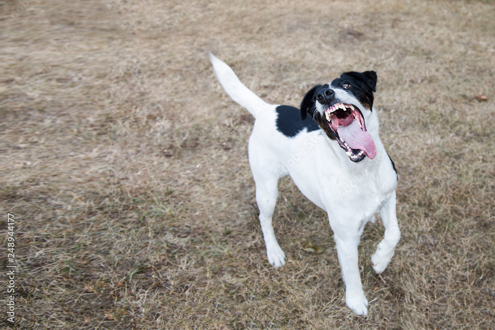 The beautiful dog Smooth Fox Terrier waiting for the ball The beautiful dog Smooth Fox Terrier waiting for the ball
