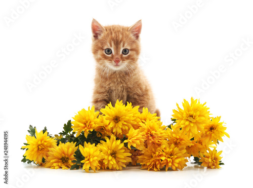 Fototapeta Naklejka Na Ścianę i Meble -  Little cat with yellow flowers.