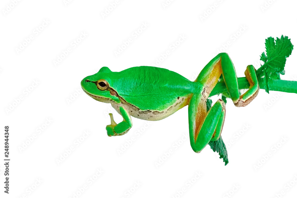 Fototapeta premium Beautiful Europaean Tree frog Hyla arborea - Stock Image