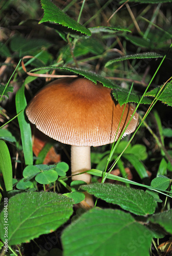 a brown mushroom is in green leaves