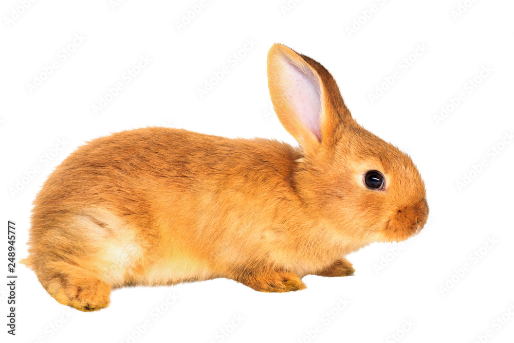 red rabbit isolated on white background red rabbit isolated on white background