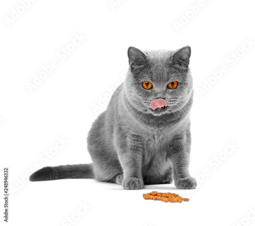 A cat eats food and lickens photo