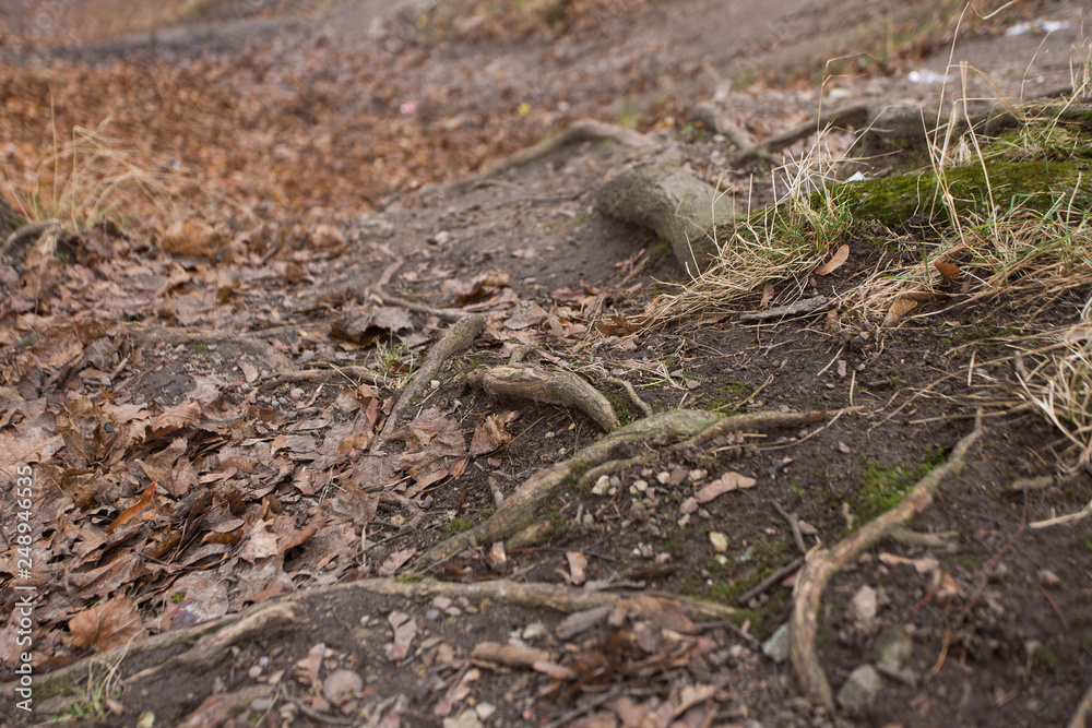 Obraz premium Tree roots