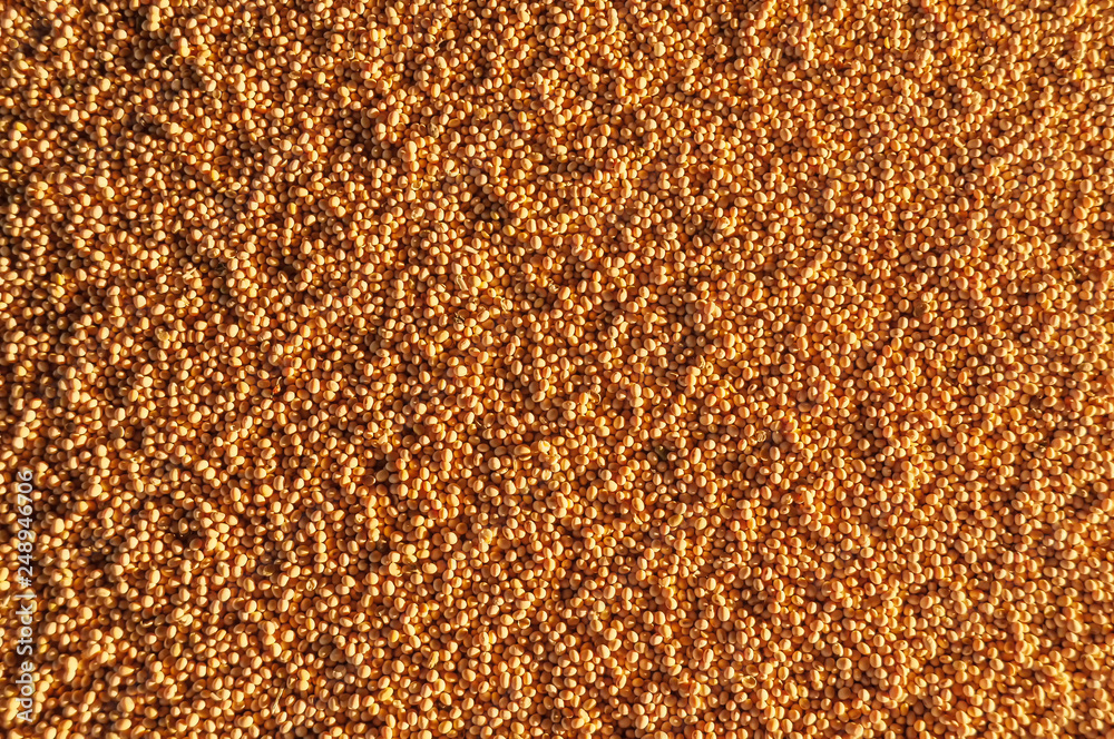 Soy grain background Soy grain background