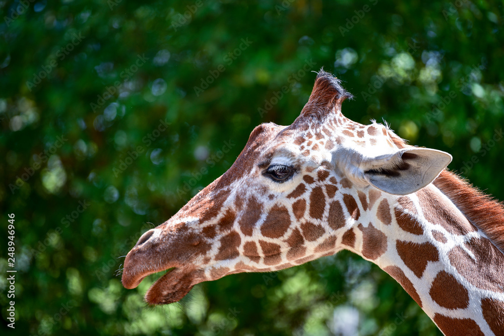 Close up of a giraffe. Giraffe in the park. Close up of a giraffe. Giraffe in the park.