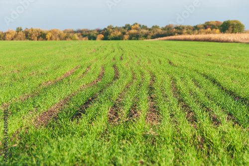 Beautiful field of green winter wheat. Rural spring landscape