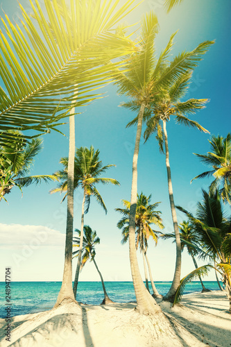 Coconut palm trees at pristine bounty beach