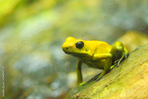 Poison Dart Frog - Dendrobates with copy space. Animals and wildlife theme.