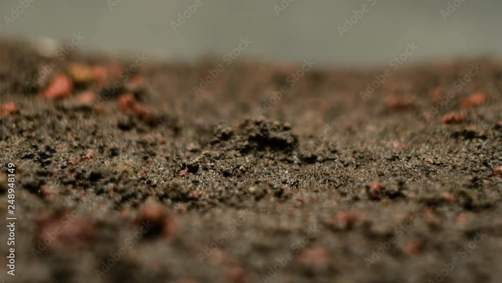 Germinating Seed Growing in Ground Agriculture Spring Summer Timelapse. Seed Macro Time Lapse Growing - New Life - 4K Germinating Seed Growing in Ground Agriculture Spring Summer Timelapse. Seed Macro Time Lapse Growing - New Life - 4K